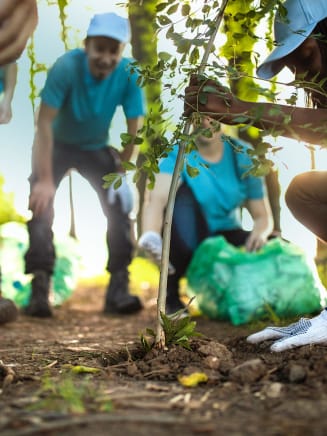 People Volunteer Environment Planting