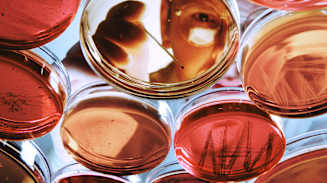 Navigating Risk in Life Sciences: Building Resilience to Support Growth