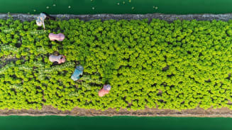 Five individuals work in a produce field while social distancing. The photo is taken from above.