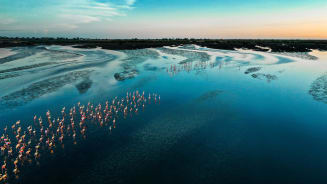 Environment Ocean Birds