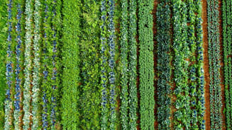 A picture of a field filled with food. 