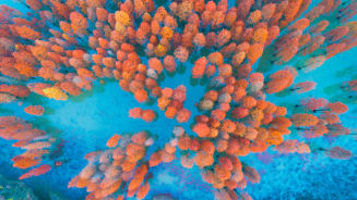 Tackling Climate Change by Investing in Biodiversity Hero Image