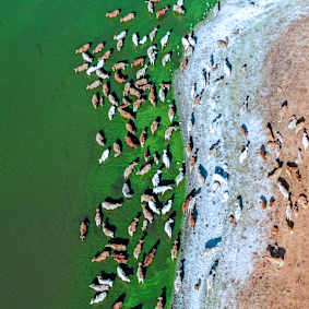 Climate Risk Solutions for Livestock