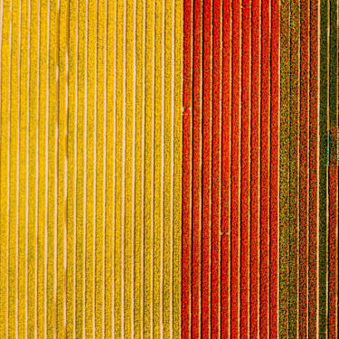 Aon in the Netherlands