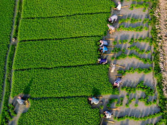 Managing Risk and Unlocking Opportunity in the Food, Agribusiness and Beverage Industry