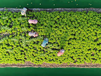 Global Coffeehouse and the Value of Grower Resilience